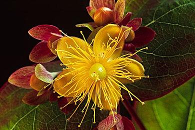 《鹅鸭杀》官方联合直播平台发布直播规范 监督更严格